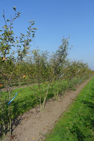 Amelanchier-lamarckii-meerstam-250-300-8