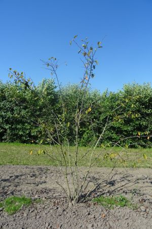 Amelanchier-lamarckii-meerstam-250-300