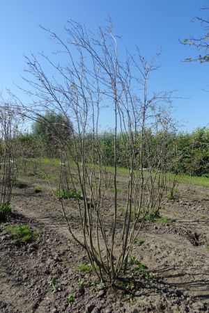 Amelanchier-lamarckii-meerstam-300-350