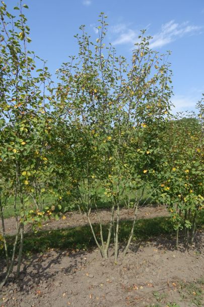 Amelanchier lamarckii MRSTAM