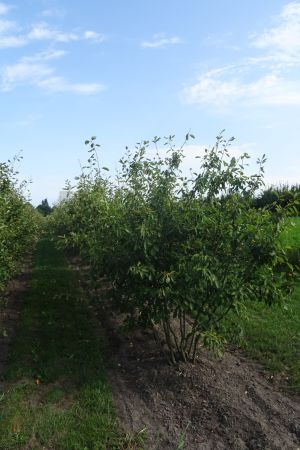 1_Amelanchier-lamarckii-meerstam-200-250-2