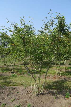 1_Amelanchier-lamarckii-meerstam-250-300-2