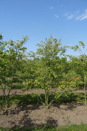 Amelanchier-lamarckii-meerstam-175-200