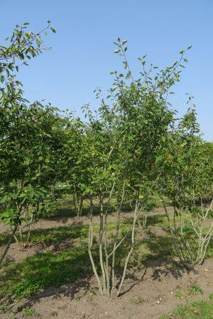 Amelanchier-lamarckii-meerstam-200-250-2