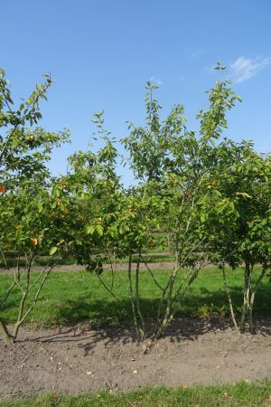 Amelanchier-lamarckii-meerstam-200-250-3