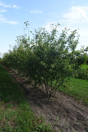 Amelanchier-lamarckii-meerstam-200-250-4