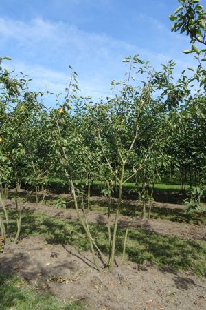 Amelanchier-lamarckii-meerstam-200-250-5