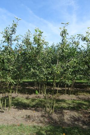 Amelanchier-lamarckii-meerstam-200-250-6