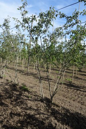 Amelanchier-lamarckii-meerstam-200-250-7