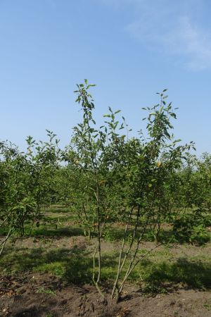 Amelanchier-lamarckii-meerstam-200-250