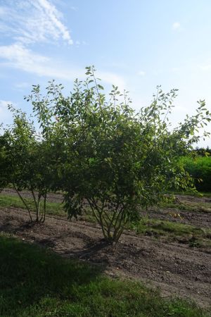 Amelanchier-lamarckii-meerstam-250-300-2