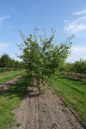Amelanchier-lamarckii-meerstam-250-300-3