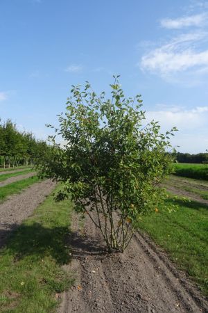 Amelanchier-lamarckii-meerstam-250-300