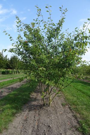 Amelanchier-lamarckii-meerstam-300-350-2