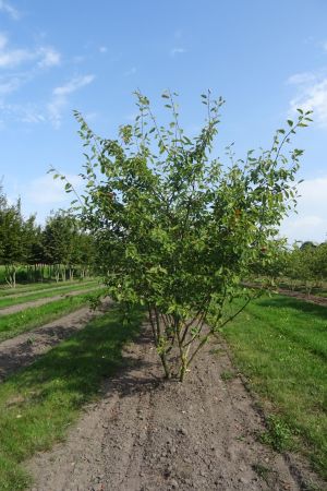 Amelanchier-lamarckii-meerstam-300-350