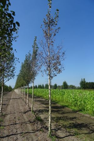 Betula-e-Holland-ho-16-18-20