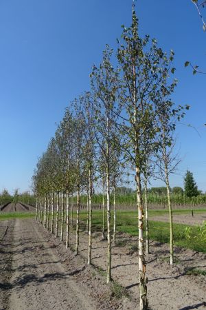 Betula-e-Holland-ho-18-20-25