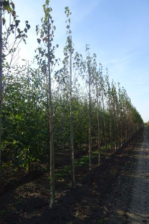 Betula-e-Holland-geveerd-12-14-16