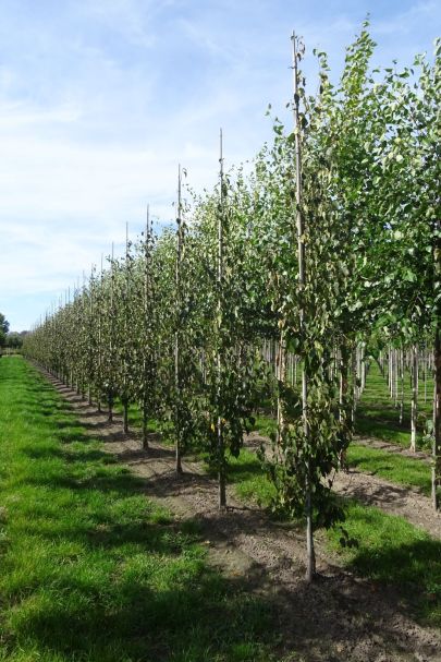 Betula ermanii 'Holland' GEV