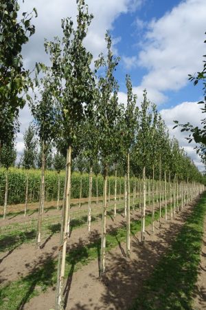 1_Betula-e-Holland-ho-12-16