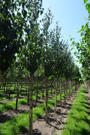 Betula-e-Holland-ho-12-16
