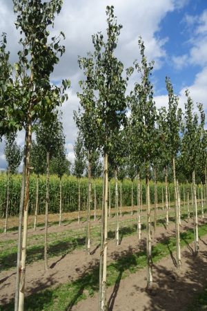 Betula-e-Holland-ho-14-18