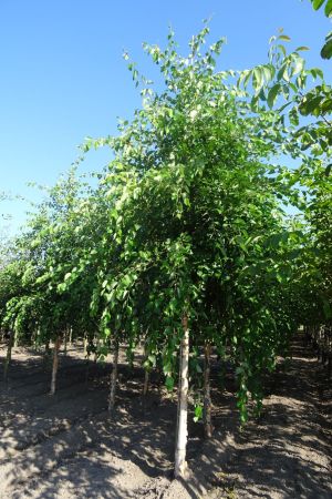 Betula-nigra-ho-18-20-25