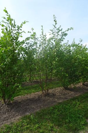 Betula-nigra-meerstam-250-300