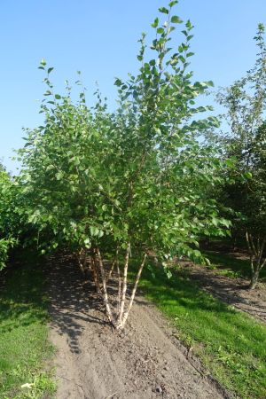 Betula-nigra-meerstam-300-350-3