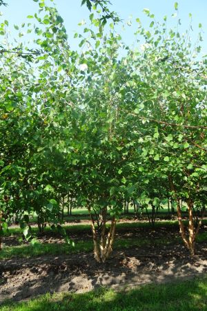 Betula-nigra-meerstam-350-400-2