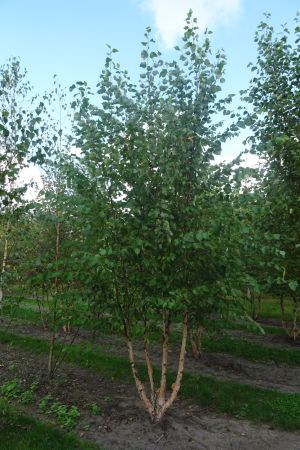 Betula-nigra-meerstam-350-400