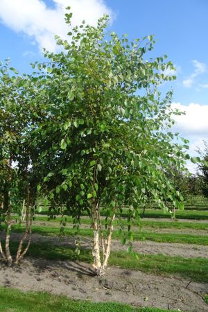 Betula-nigra-meerstam-400-450-2