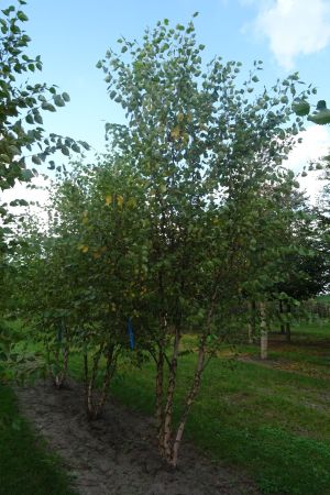 Betula-nigra-meerstam-450-500