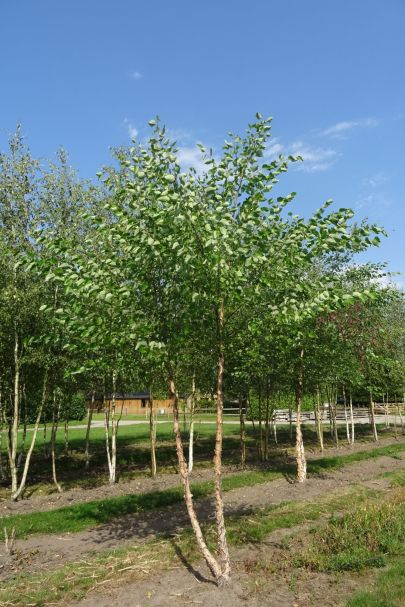 Betula nigra MRSTAM