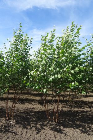 Betula-nigra-meerstam-200-300