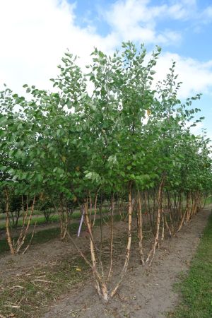 Betula-nigra-meerstam-250-300-2