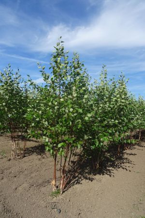 Betula-nigra-meerstam-250-300