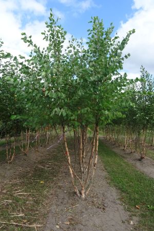 Betula-nigra-meerstam-300-350-2