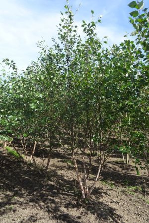 Betula-nigra-meerstam-300-350
