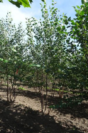 Betula-nigra-meerstam-350-400-2