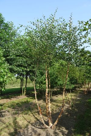 Betula-nigra-meerstam-350-400