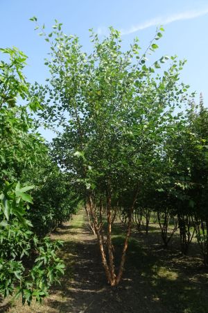Betula-nigra-meerstam-400-450-2