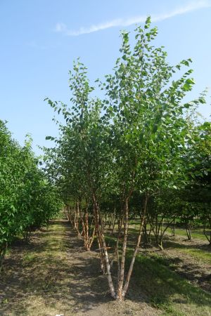 Betula-nigra-meerstam-400-450