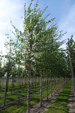 1_Betula-nigra-ho-16-20