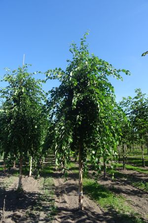 1_Betula-nigra-ho-18-25