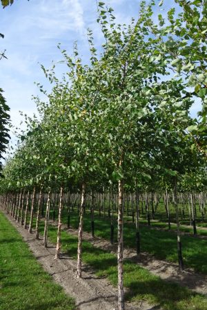 Betula-nigra-ho-14-18