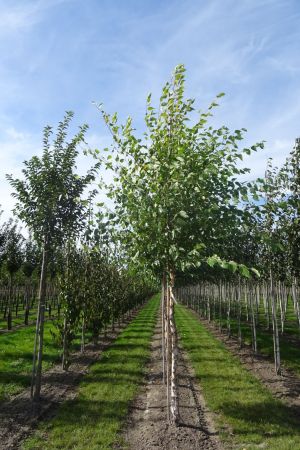 Betula-nigra-ho-16-20-2