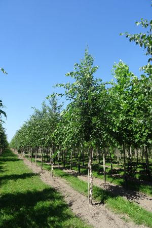 Betula-nigra-ho-16-20