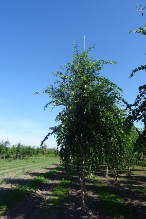 Betula-nigra-ho-18-25-2