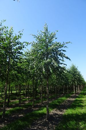 Betula-nigra-ho-18-25